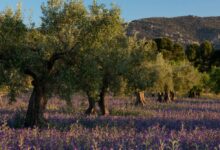 Giacenze di olio d'oliva in Italia
