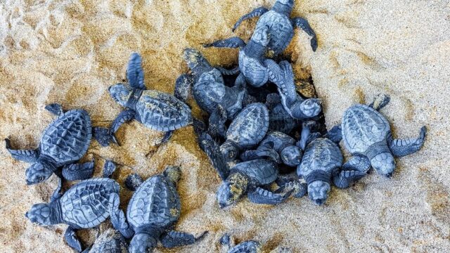 Nidi di Caretta caretta lungo le coste italiane
